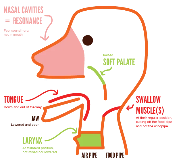 An overview of anatomy with the perfect positions for all parts involved with singing.
